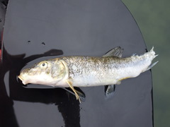 Catostomus macrocheilus