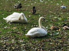Cygnus olor