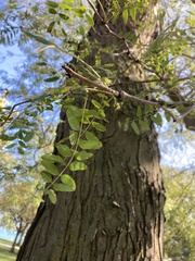 Gleditsia triacanthos