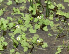 Ranunculus omiophyllus