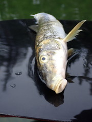 Catostomus macrocheilus