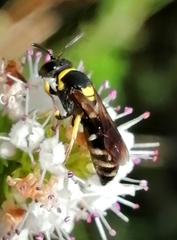 Hylaeus pictus