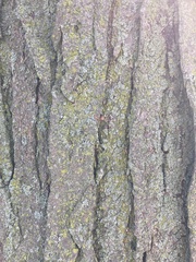 Gleditsia triacanthos