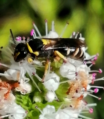 Hylaeus pictus