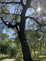 Gleditsia triacanthos