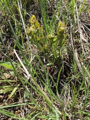 Comandra umbellata