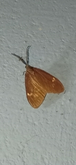 Cyclosia latipennis