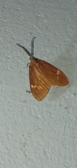 Cyclosia latipennis