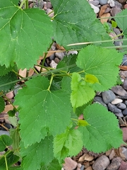 Magnoliopsida