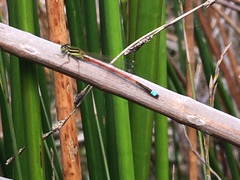 Ischnura aurora aurora