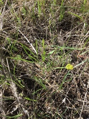 Lomatium triternatum