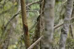 Lepidocolaptes squamatus