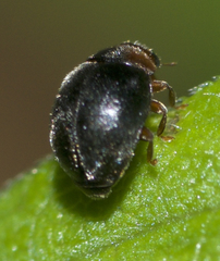 Stethorus punctum