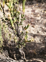 Psammotropha anguina