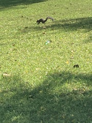 Sciurus carolinensis