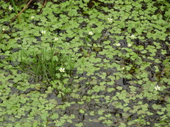 Ranunculus omiophyllus