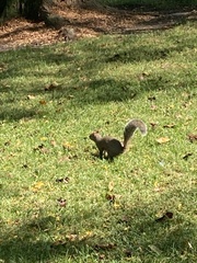 Sciurus carolinensis