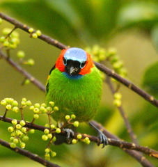 Tangara cyanocephala