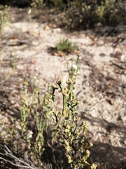 Psammotropha anguina