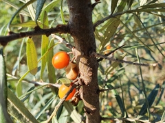Hippophae rhamnoides