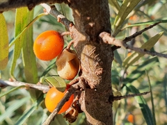 Hippophae rhamnoides