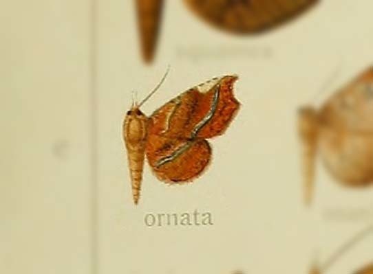 Pangrapta ornata