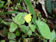 Eurema andersoni