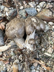 Lyophyllum fuligineum