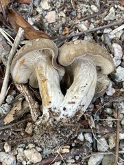 Lyophyllum fuligineum