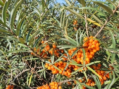 Hippophae rhamnoides