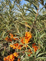 Hippophae rhamnoides