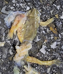 Rana dybowskii