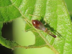 Heterotoma