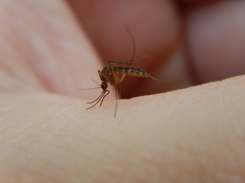 Minute Floodwater Mosquito photo 3