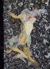 Rana dybowskii