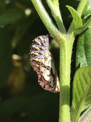 Euphydryas chalcedona