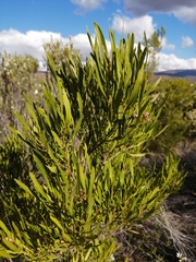 Dodonaea viscosa angustifolia