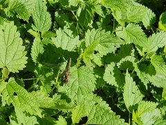 Sympetrum striolatum