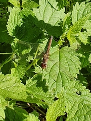 Sympetrum striolatum