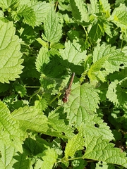 Sympetrum striolatum