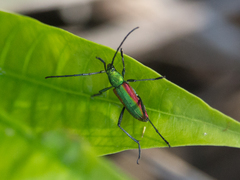 Chrysoprasis aurigena