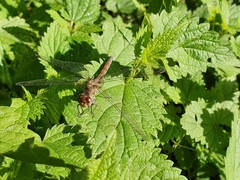 Sympetrum striolatum
