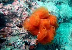 Aplidium elegans