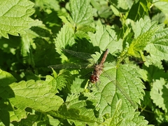 Sympetrum striolatum