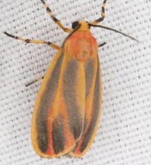 Hypoprepia miniata