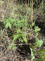 Geranium viscosissimum