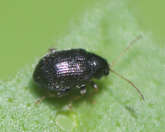 Epitrix cucumeris