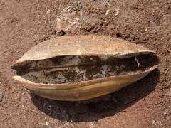 Anodontites trapesialis