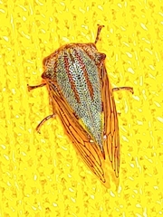Platycotis vittata