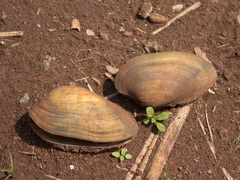 Anodontites trapesialis